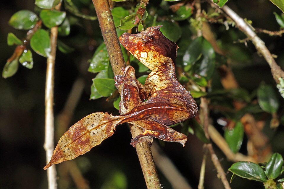 Gecko à queue de feuille (Uroplatus phantasticus)