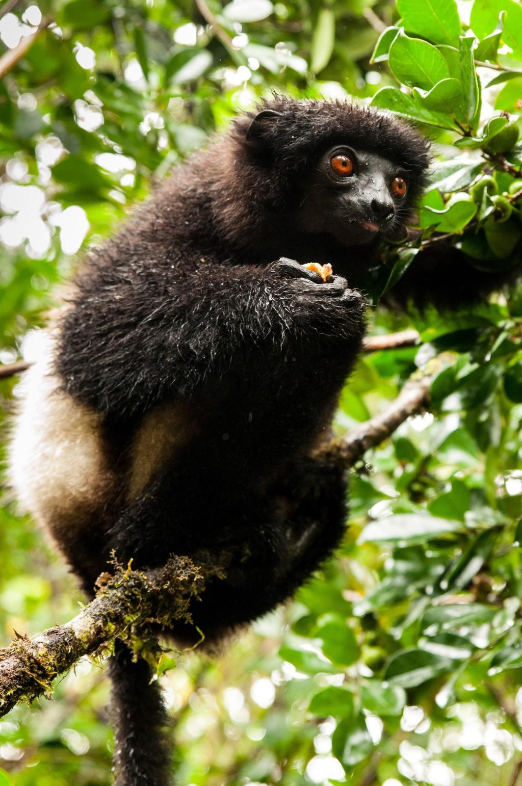 Parc national de Ranomafana — photo 2