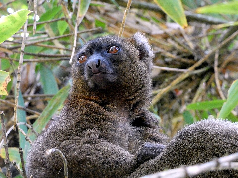 Grand hapalémur (Prolemur simus)