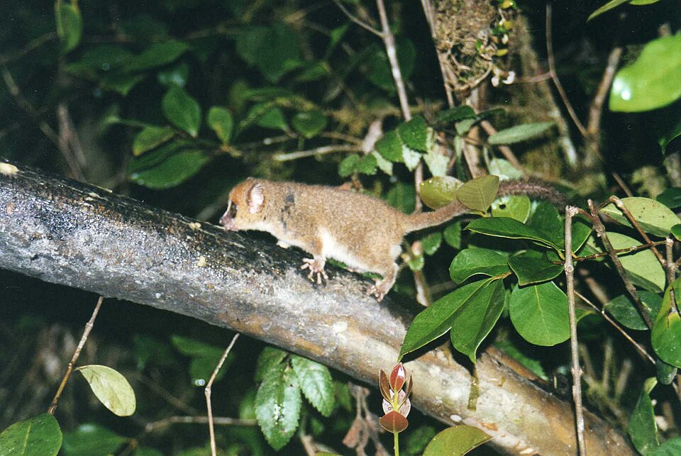 Microcèbe roux (Microcebus rufus)
