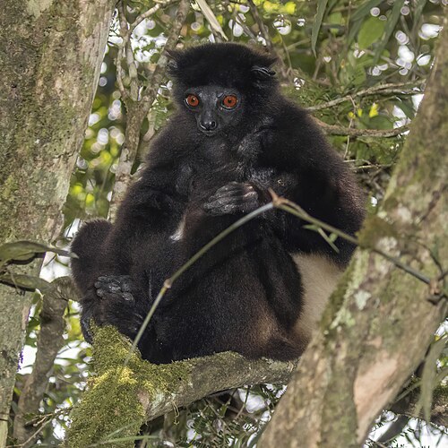 Sifaka de Milne-Edwards (Propithecus edwardsi)