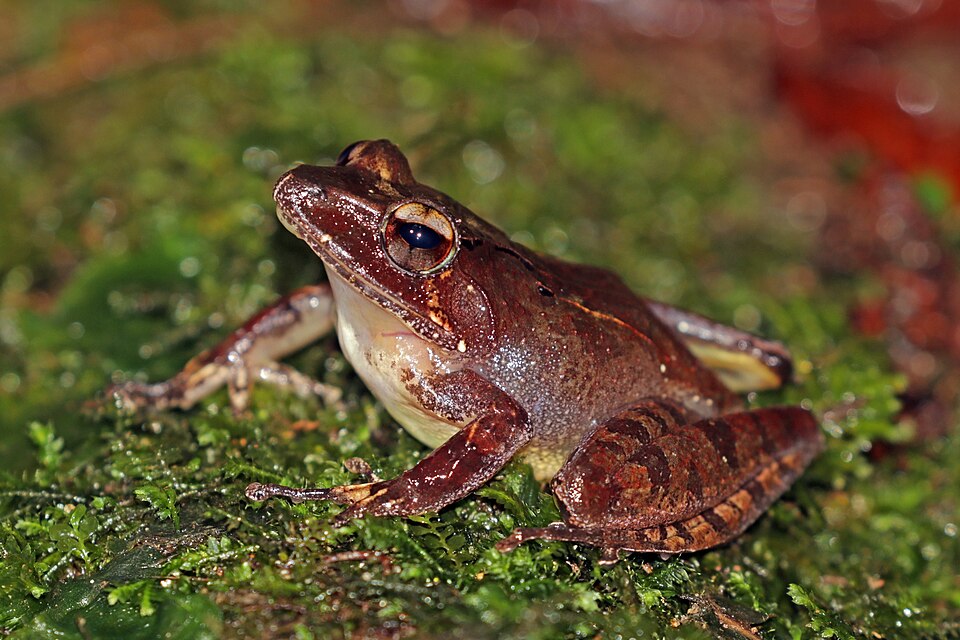 Grenouille sculptée de Madagascar (Gephyromantis sculpturatus)
