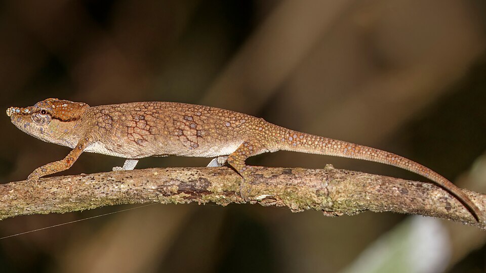 Caméléon à nez court (Calumma fallax)